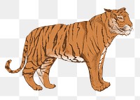 Png orange tiger  animal illustration, transparent background