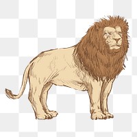 Png Congo lion  animal illustration, transparent background