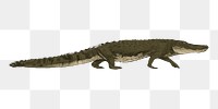 Png green alligator  animal illustration, transparent background