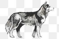 Png Siberian Husky dog  animal illustration, transparent background