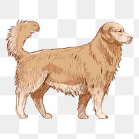 Png Golden Retriever dog  animal illustration, transparent background