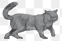 Png Chartreux gray cat  animal illustration, transparent background