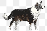 Png Boder Collie dog  animal illustration, transparent background