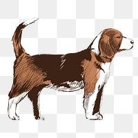 Png Beagle dog  animal illustration, transparent background