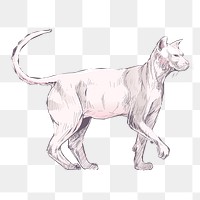 Png Sphynx cat  animal illustration, transparent background