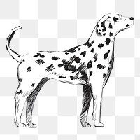 Png Dalmatian dog  animal illustration, transparent background