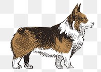 Png Welsh Corgi dog  animal illustration, transparent background