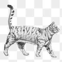 Png British Shorthair cat  animal illustration, transparent background