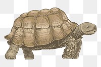 Png brown turtle  animal illustration, transparent background