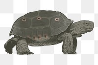 Png dark green turtle  animal illustration, transparent background