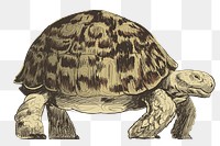 Png big turtle  animal illustration, transparent background