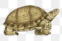 Png turtle sketch  animal illustration, transparent background