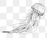 Png Jellyfish sketch  animal illustration, transparent background