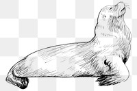 Png Sea Lion  animal illustration, transparent background