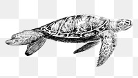 Png Sea turtle  animal illustration, transparent background