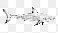 Png Great White Shark  animal illustration, transparent background