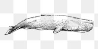 Png Sperm whale  animal illustration, transparent background