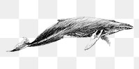 Png Humpback whale  animal illustration, transparent background