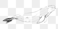 Png Beluga whale  animal illustration, transparent background