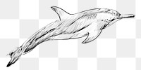 Png Dwarf Spinner dolphin  animal illustration, transparent background