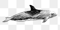 Png Melon Headed whale  animal illustration, transparent background