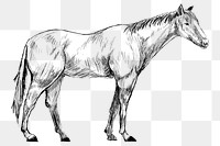 Png horse sketch  animal illustration, transparent background