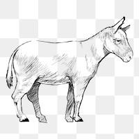 Png donkey sketch  animal illustration, transparent background