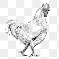 Png hen sketch  animal illustration, transparent background