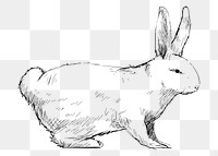 Png rabbit sketch  animal illustration, transparent background