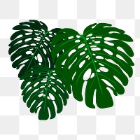 Monstera leaf png sticker illustration, transparent background. Free public domain CC0 image.