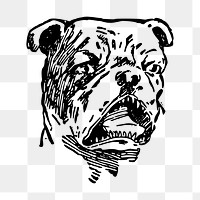 Bulldog png illustration, transparent background. Free public domain CC0 image.