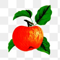 Red apple png illustration, transparent background. Free public domain CC0 image.