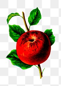 Red apple png illustration, transparent background. Free public domain CC0 image.