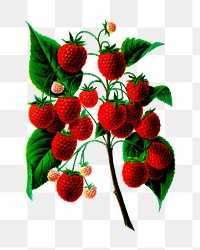 Strawberry png illustration, transparent background. Free public domain CC0 image.