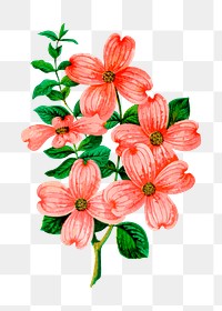 Flower png illustration, transparent background. Free public domain CC0 image.