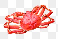 King crab png sticker, transparent background