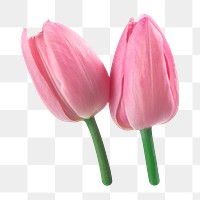 Pink tulip flowers png sticker, transparent background