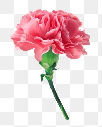 Pink carnation flower png sticker, transparent background