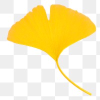 Yellow ginkgo leaf png sticker, transparent background