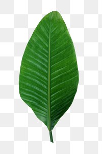 Banana leaf png sticker, transparent background