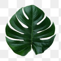 Monstera leaf png sticker, transparent background