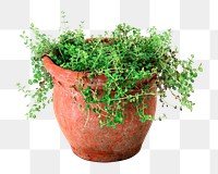 Oregano plant png sticker, transparent background