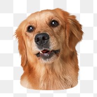 Golden retriever dog png sticker, transparent background