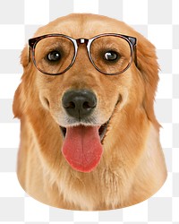 Golden retriever dog png sticker, transparent background