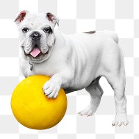 Bulldog png sticker, transparent background