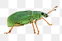 Leaf weevil png sticker, transparent background