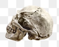 Human skull png sticker, transparent background