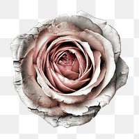 Dying rose flower png sticker, transparent background