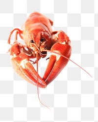 Red crayfish png sticker, transparent background