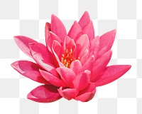 Blooming lotus flower png sticker, transparent background